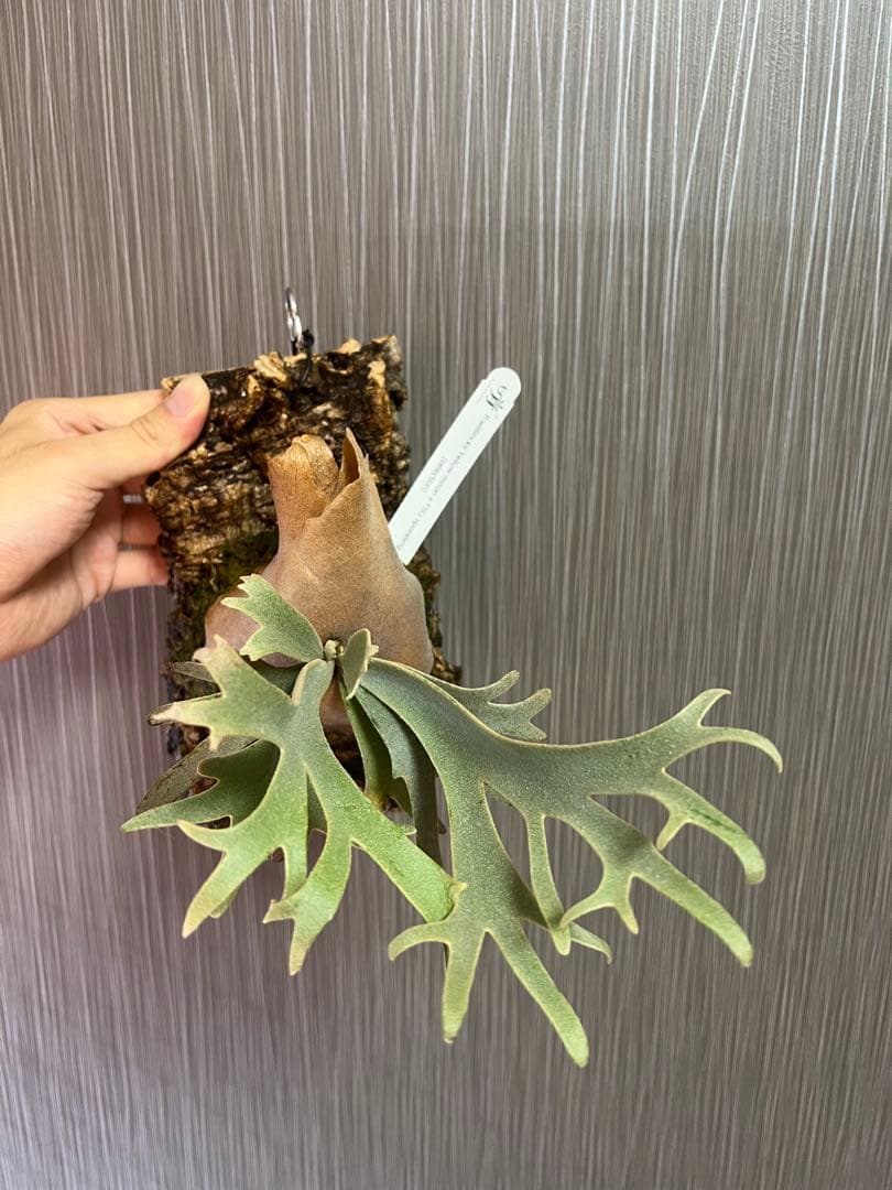 ビカクシダ　yellowmoon x FSQ ドワーフセレクト　ウィリンキー