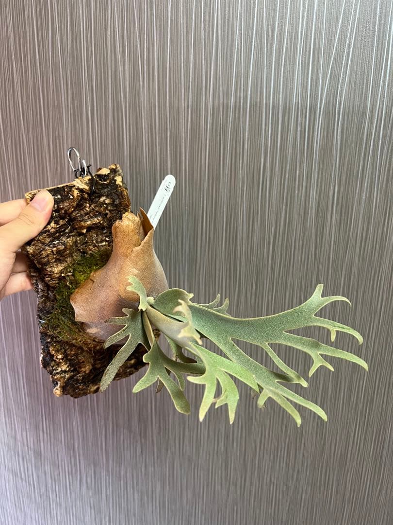 ビカクシダ　yellowmoon x FSQ ドワーフセレクト　ウィリンキー