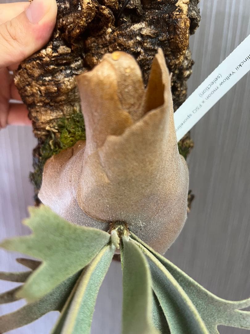 ビカクシダ　yellowmoon x FSQ ドワーフセレクト　ウィリンキー