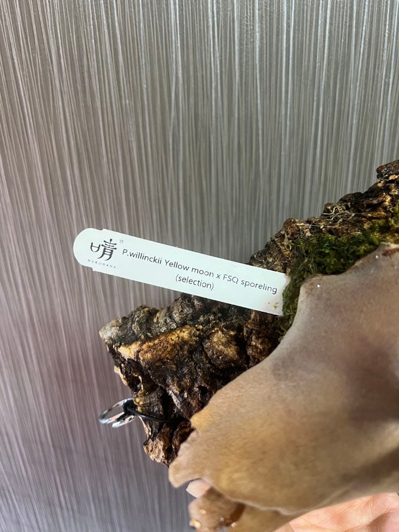 ビカクシダ　yellowmoon x FSQ ドワーフセレクト　ウィリンキー