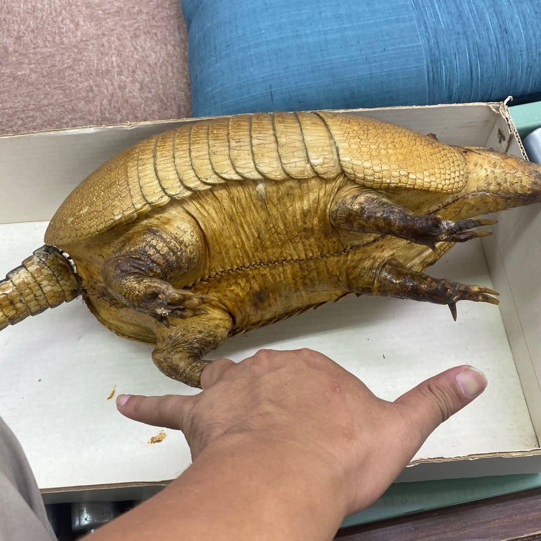 ココノオビアルマジロ　剥製　ワシントン条約対象外