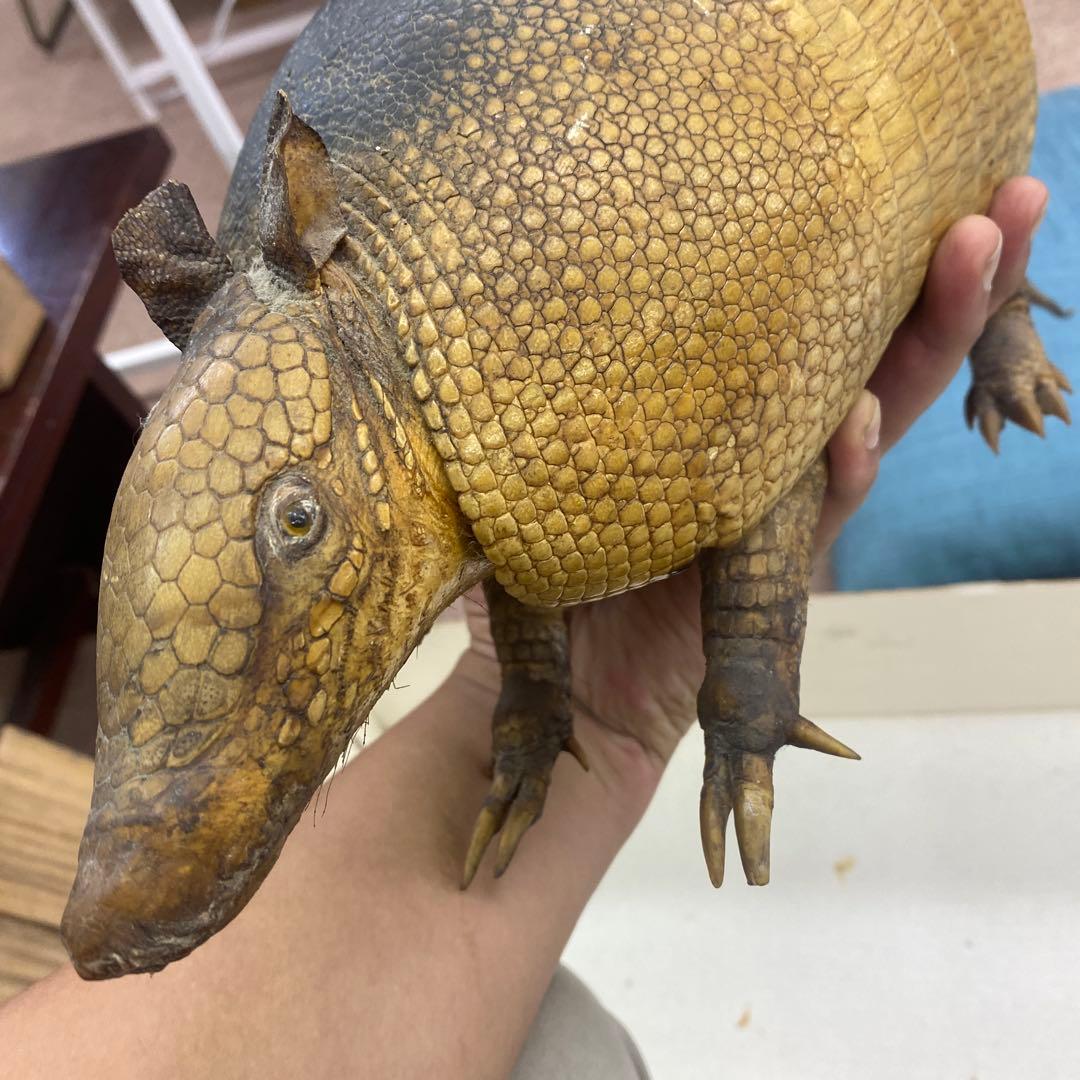 ココノオビアルマジロ　剥製　ワシントン条約対象外