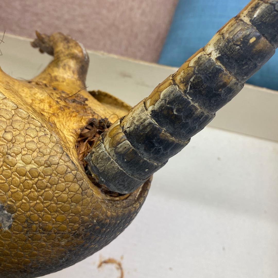 ココノオビアルマジロ　剥製　ワシントン条約対象外