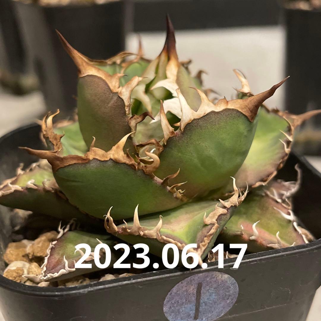 ① アガベ　シーザー　発根済