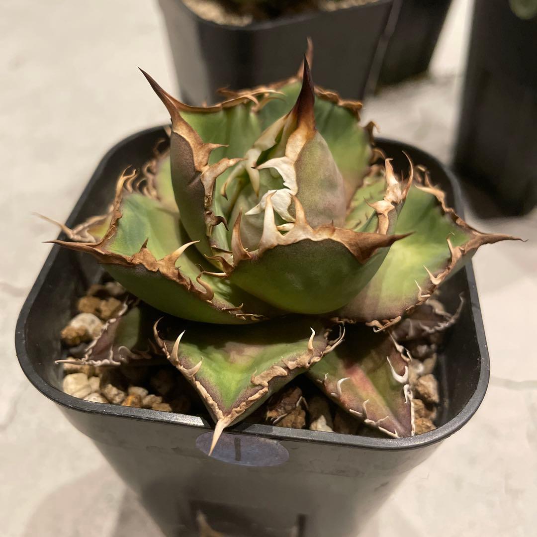 ① アガベ　シーザー　発根済