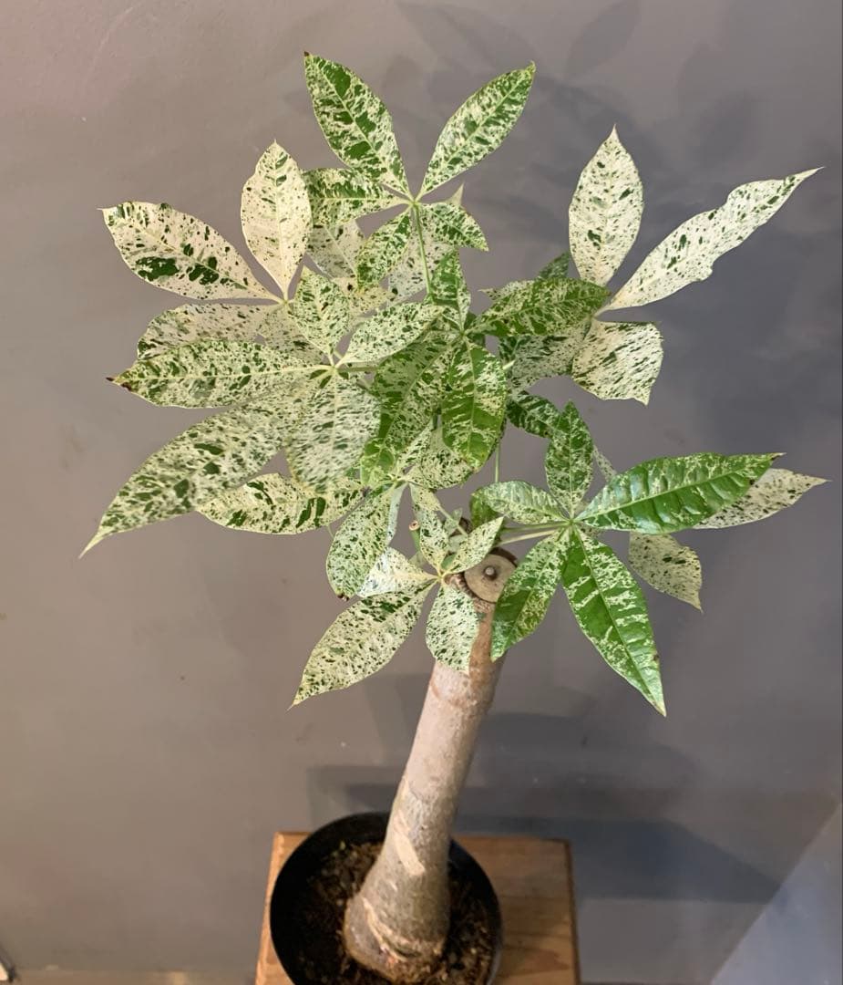 パキラ ミルキーウェイ 18