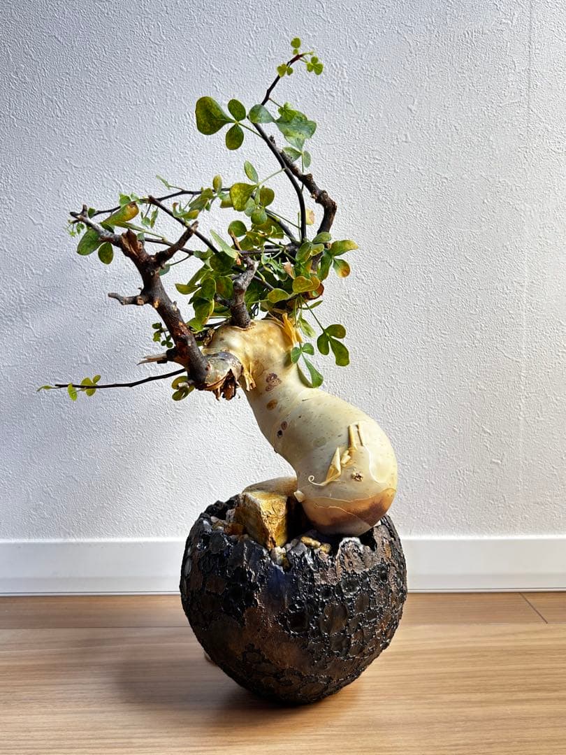 【発根済】コミフォラカタフ ピュア ソマリア産 中川智治