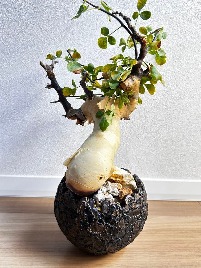 【発根済】コミフォラカタフ ピュア ソマリア産 中川智治