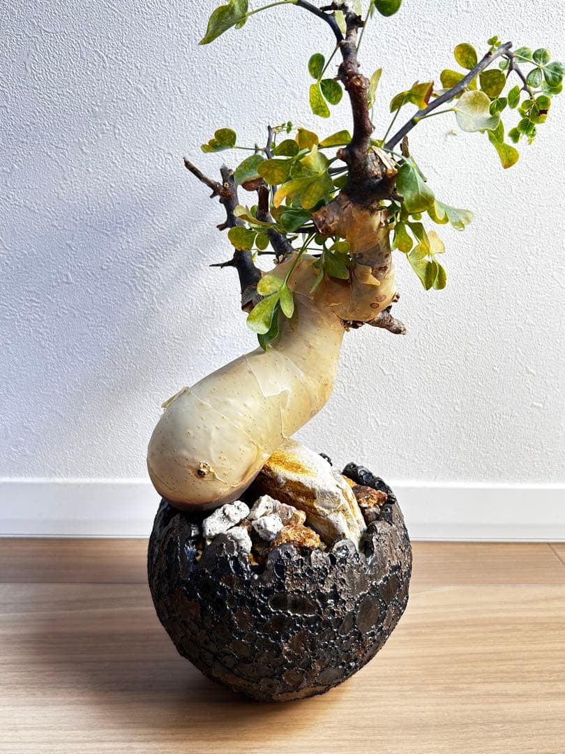 【発根済】コミフォラカタフ ピュア ソマリア産 中川智治