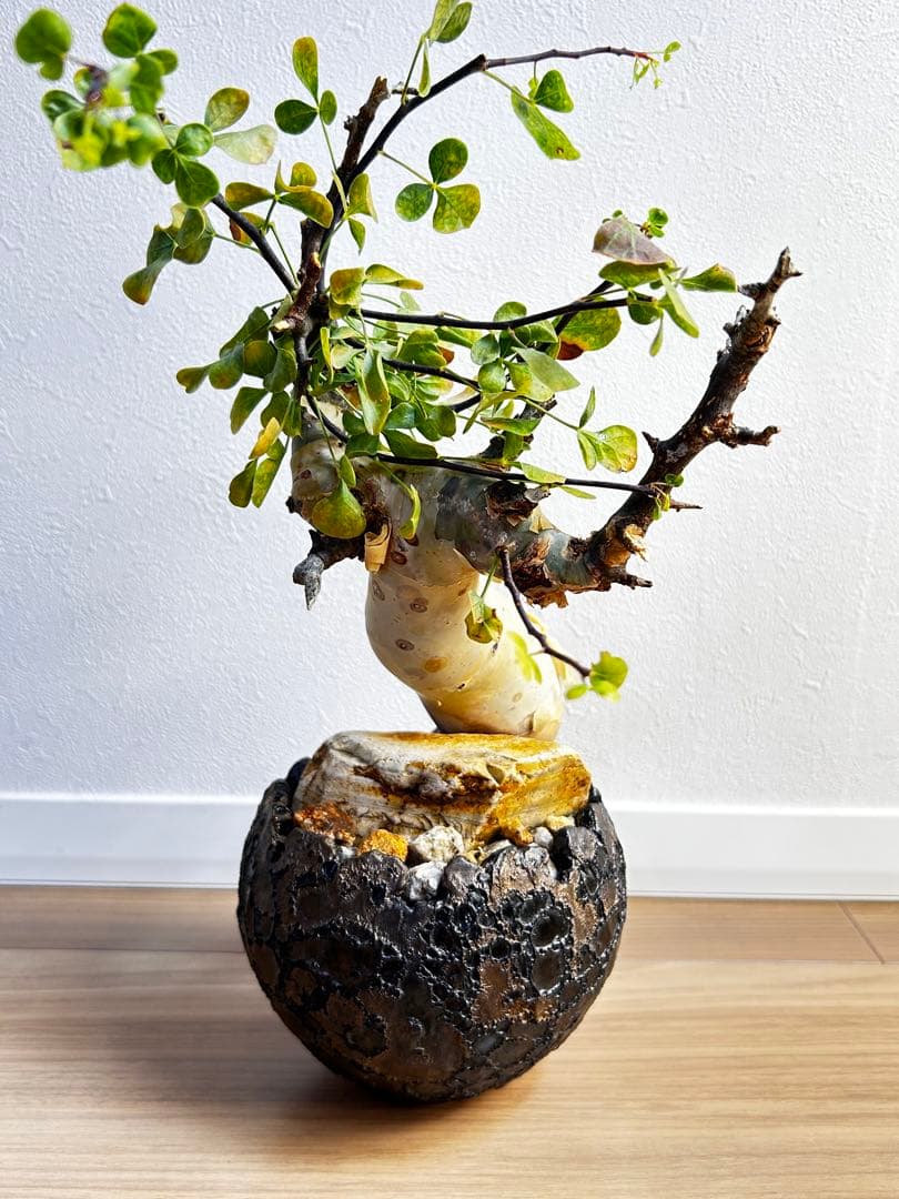 【発根済】コミフォラカタフ ピュア ソマリア産 中川智治