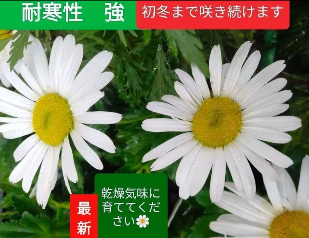 11./8撮影☘️ハマギク☘️　抜き苗❤❤浜菊