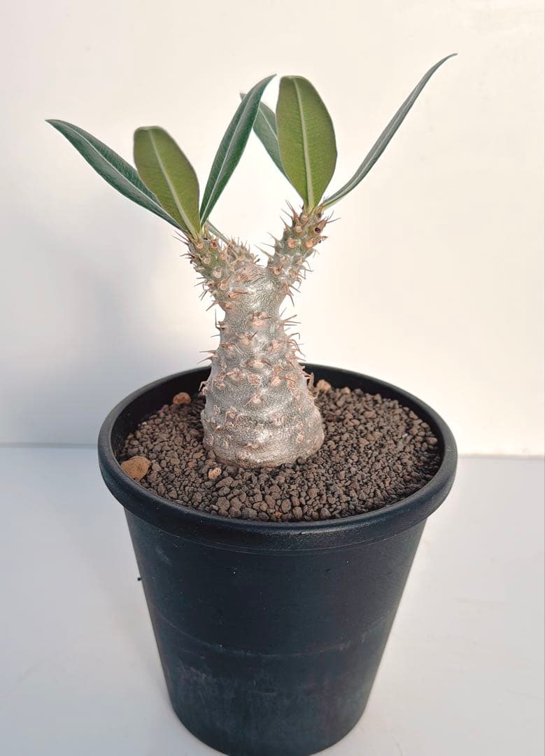 グラキリス　パキポディウム