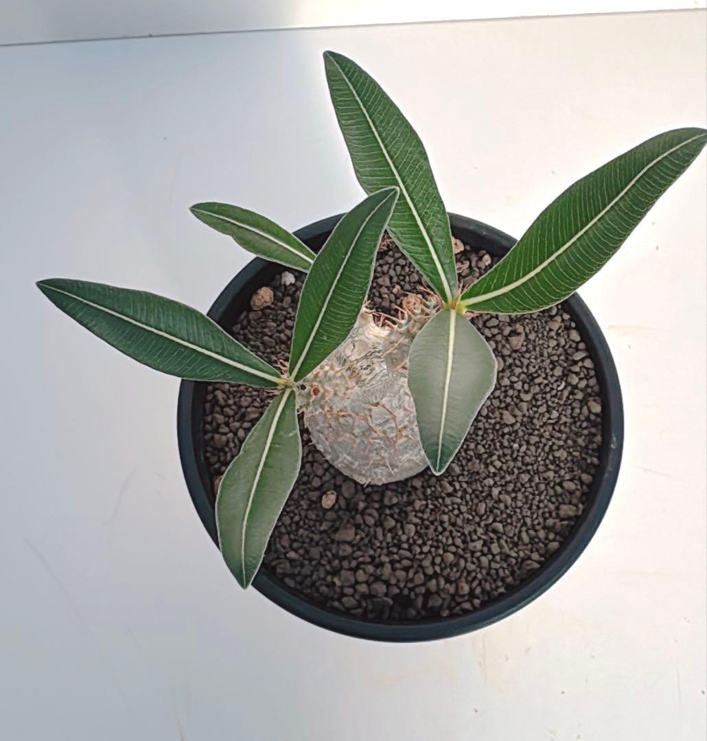 グラキリス　パキポディウム