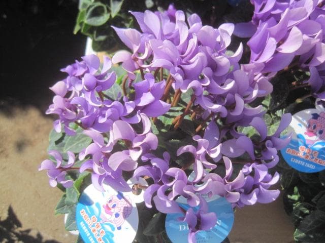 Ｘ＿ＢＲＥＡＫ　シクラメン３点セット ドラゴン2種、フェアリーラブ