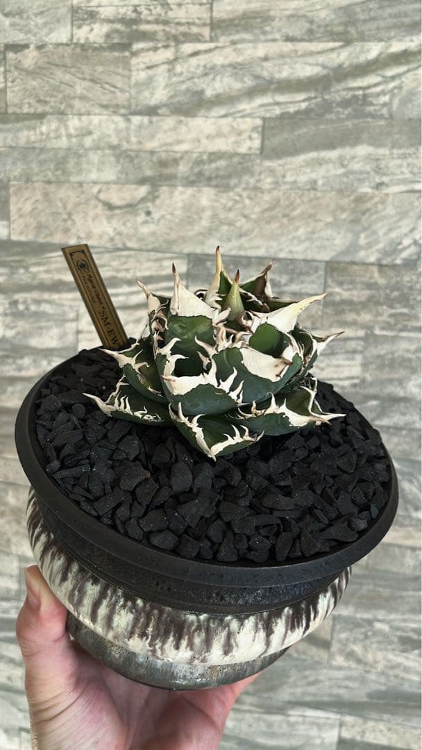 アガベ エクストラホワイトソーン 子株