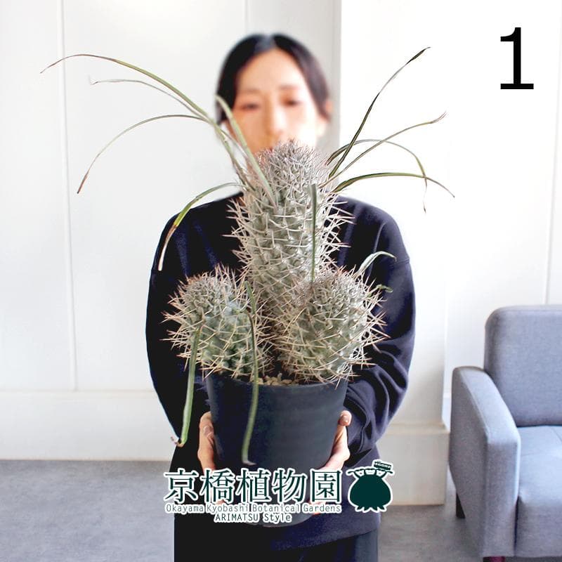 【現品】パキポディウム・ゲアイー　多頭　6号　黒鉢（1）