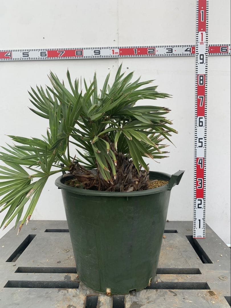 トリスリナックス