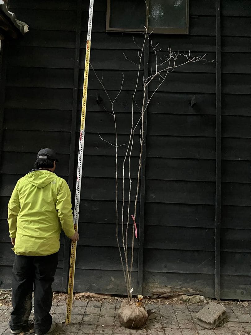 63 山採り　アオダモ　コナラ　混合株