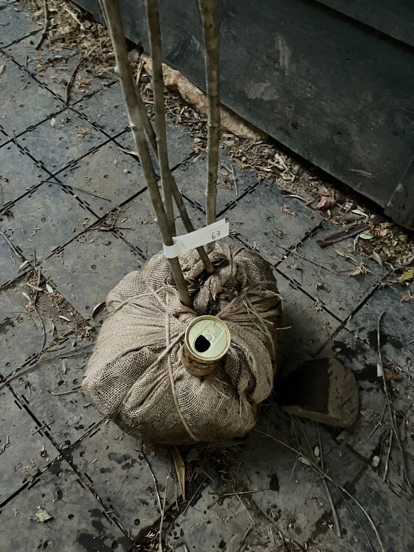 63 山採り　アオダモ　コナラ　混合株