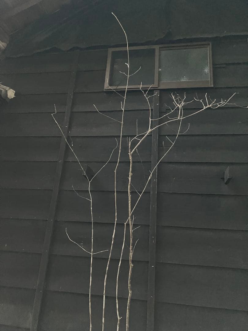 63 山採り　アオダモ　コナラ　混合株