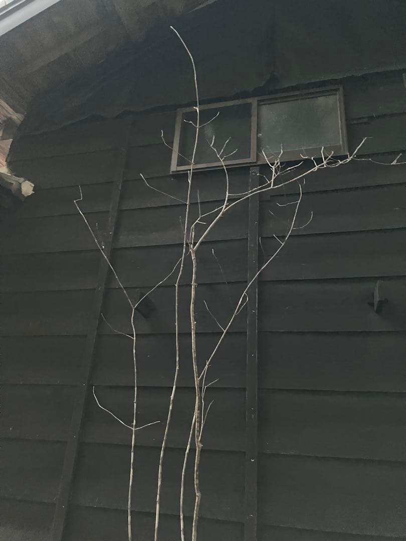 63 山採り　アオダモ　コナラ　混合株