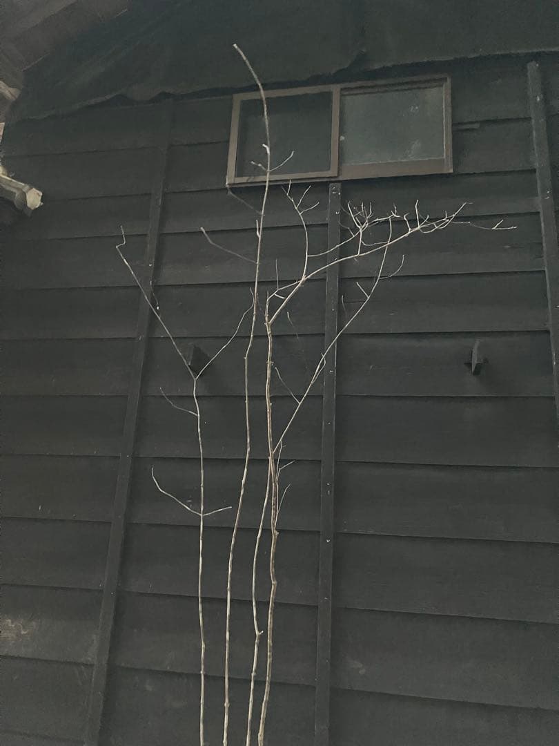 63 山採り　アオダモ　コナラ　混合株