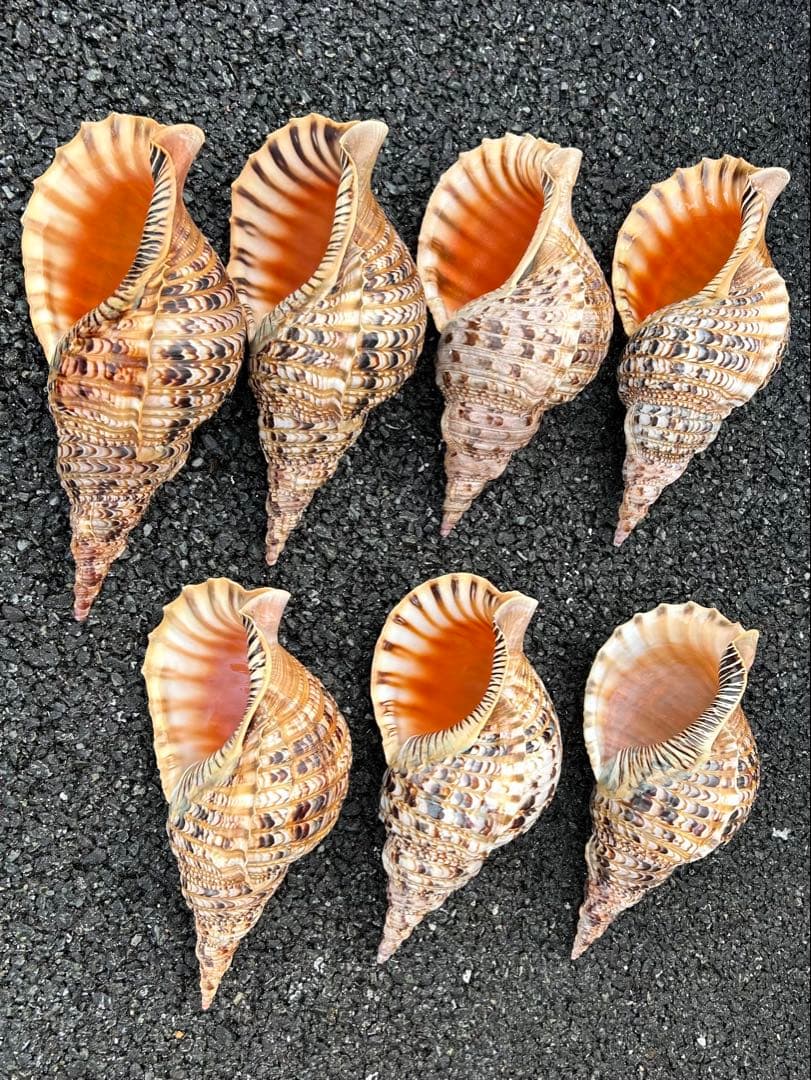 大形　法螺貝　7個セット