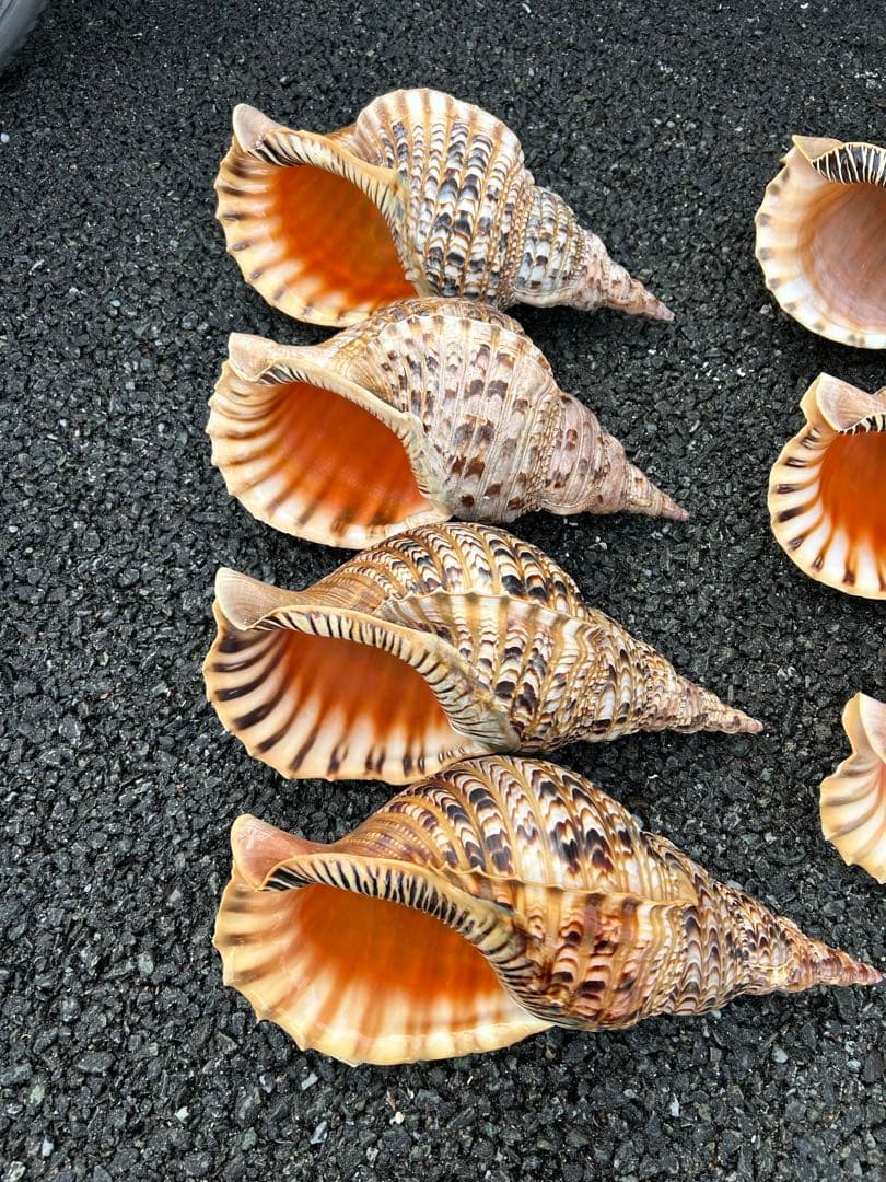 大形　法螺貝　7個セット