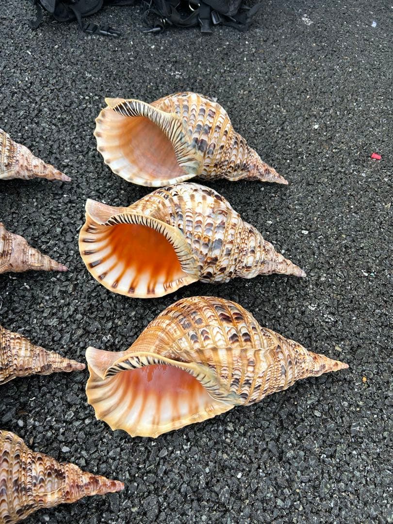 大形　法螺貝　7個セット