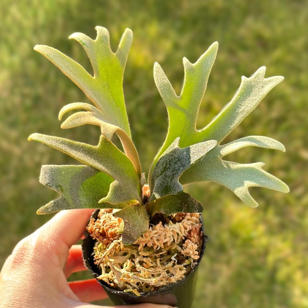 P. willinckii ’Jenny’ TC 1621