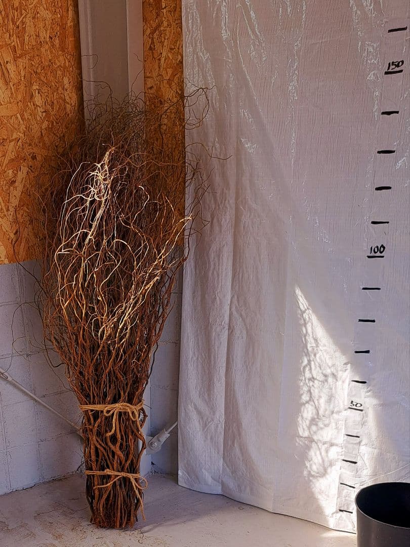 雲竜柳　完全　ドライ　５０本　１４０～１６０cm　おしゃれ　頼める便です
