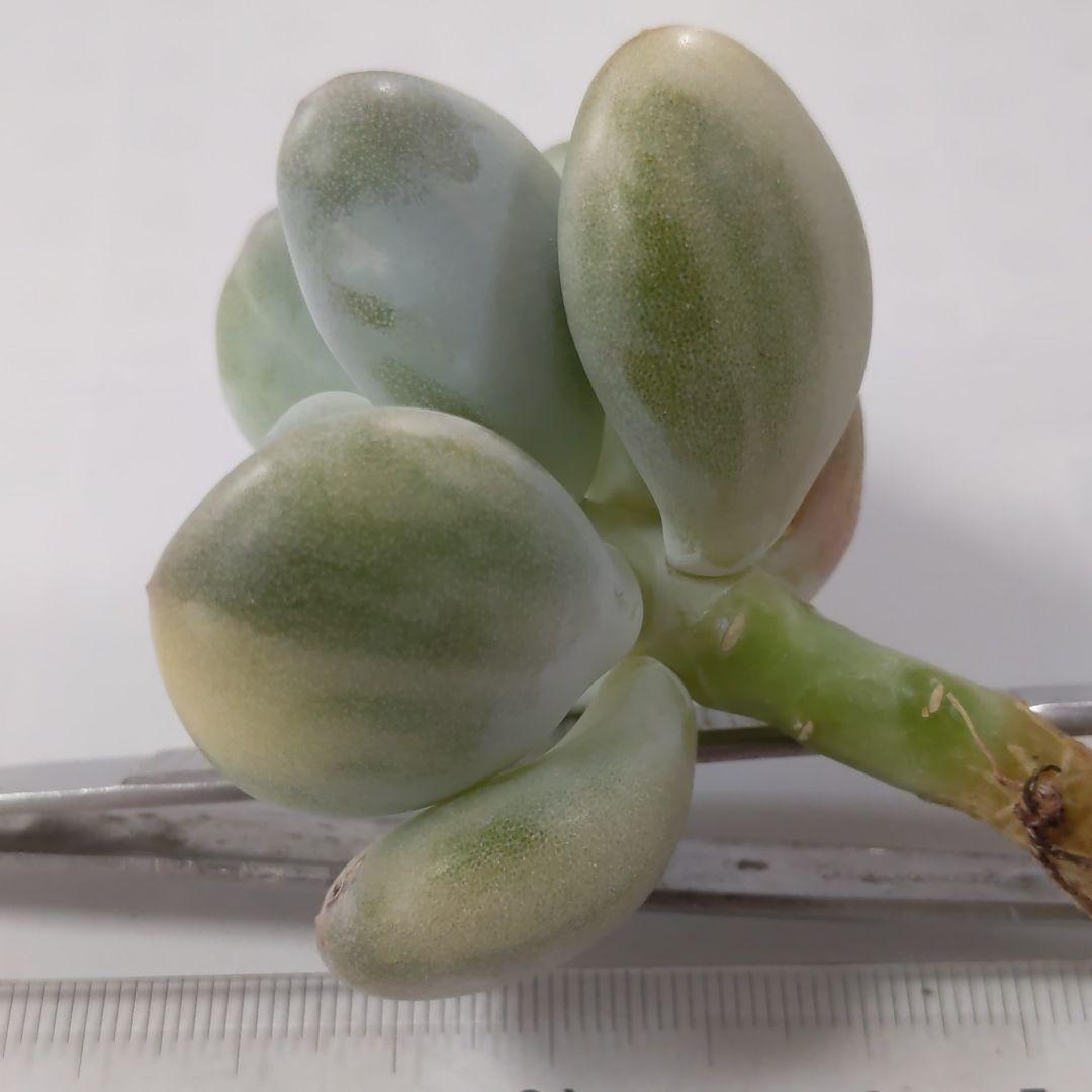 確認どうぞ♥西瓜の皮の色の斑入りです。