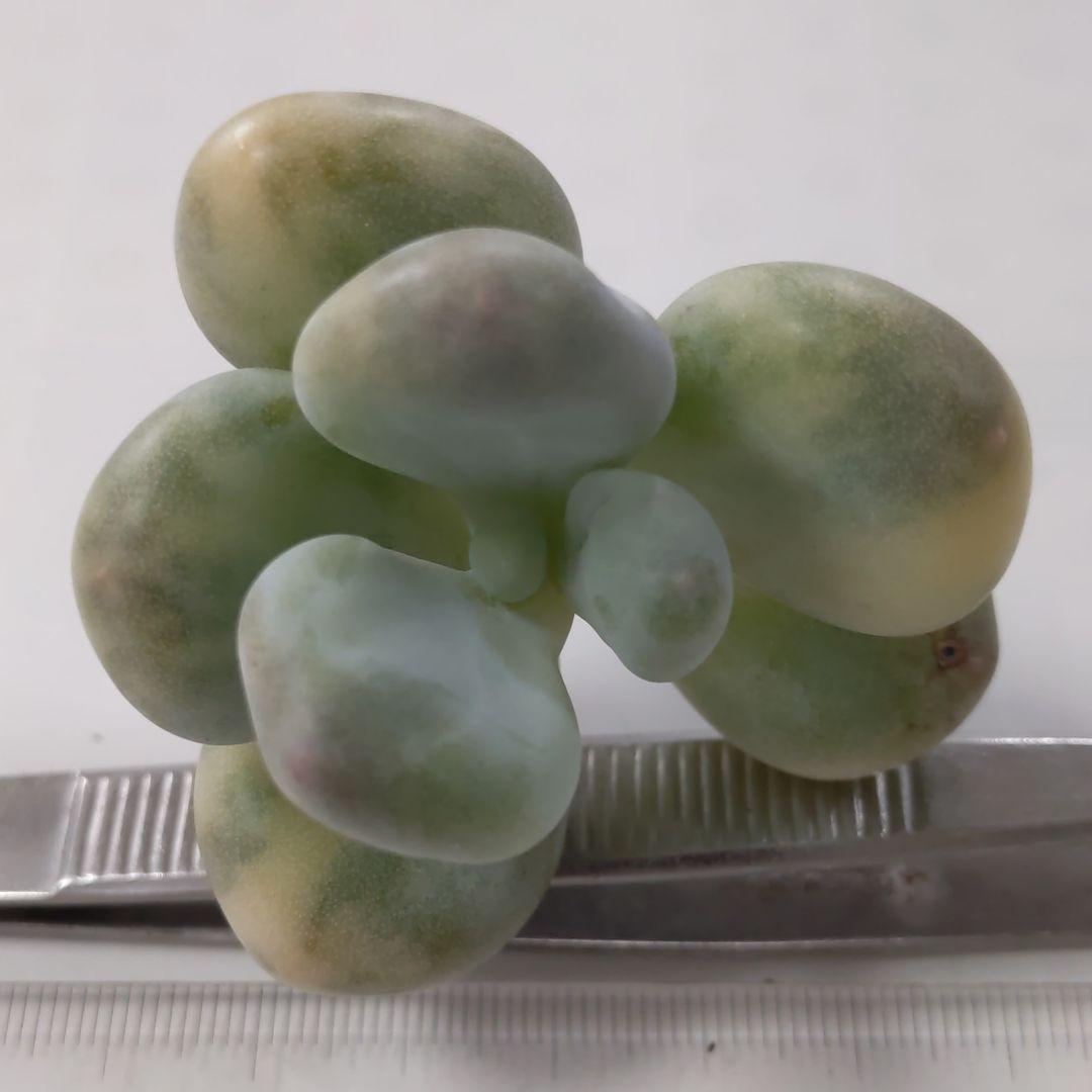 確認どうぞ♥西瓜の皮の色の斑入りです。