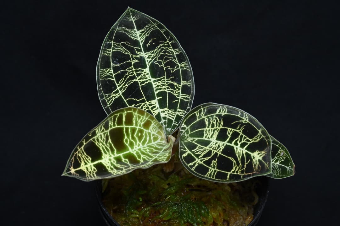 ジュエルオーキッド　マコデス　ペトラ　プラチナム