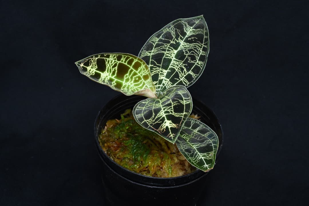 ジュエルオーキッド　マコデス　ペトラ　プラチナム