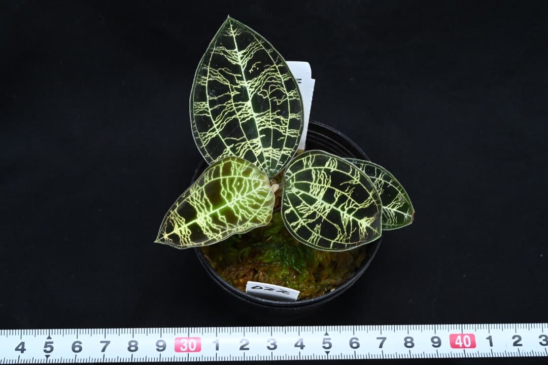 ジュエルオーキッド　マコデス　ペトラ　プラチナム