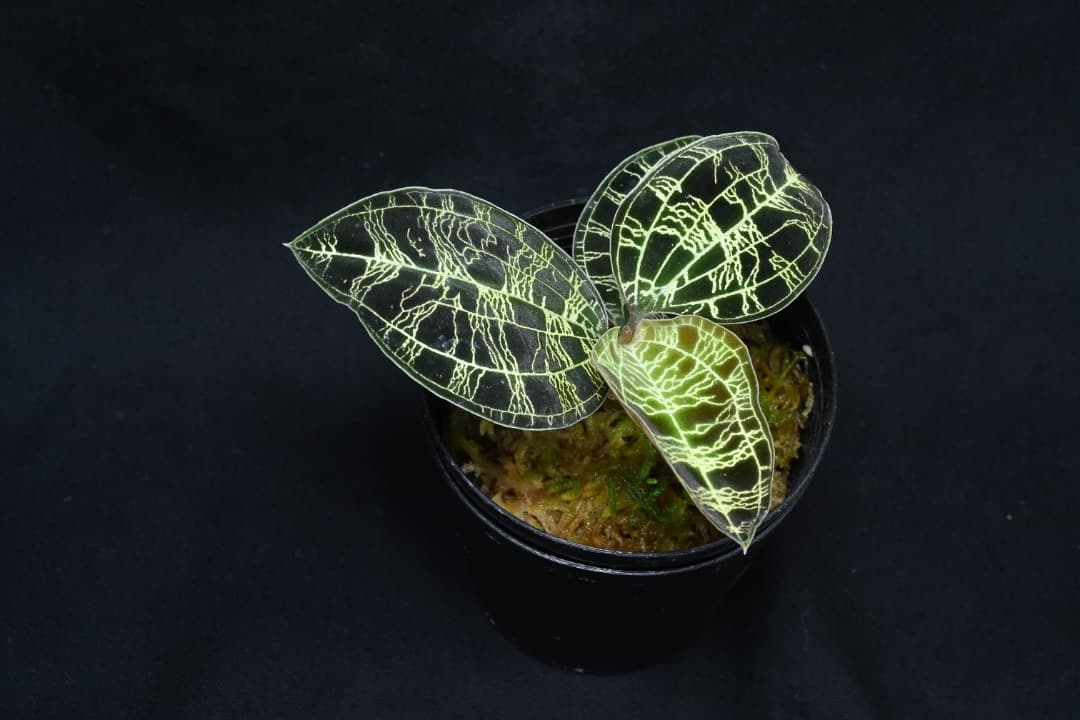 ジュエルオーキッド　マコデス　ペトラ　プラチナム