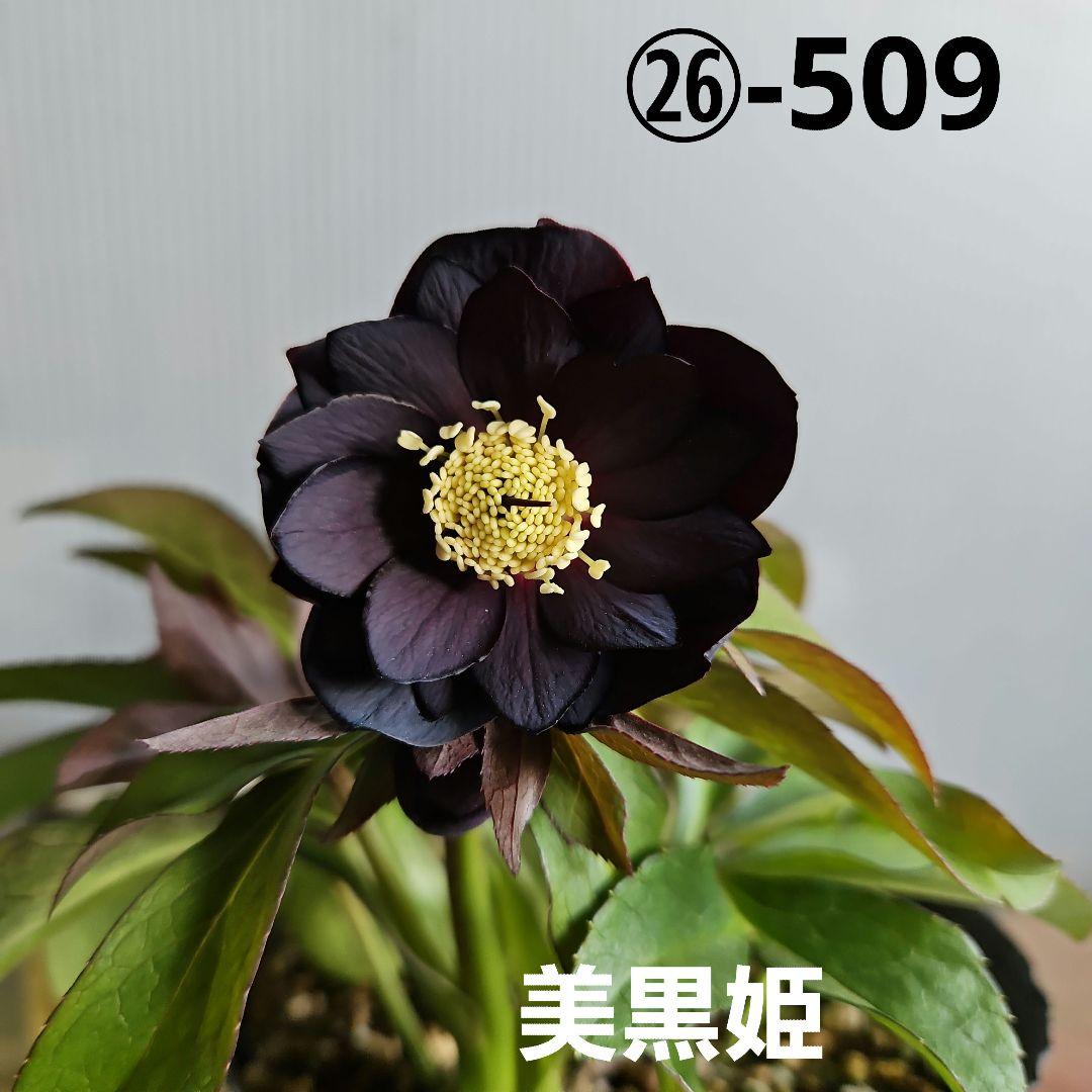 ㉖-509クリスマスローズ