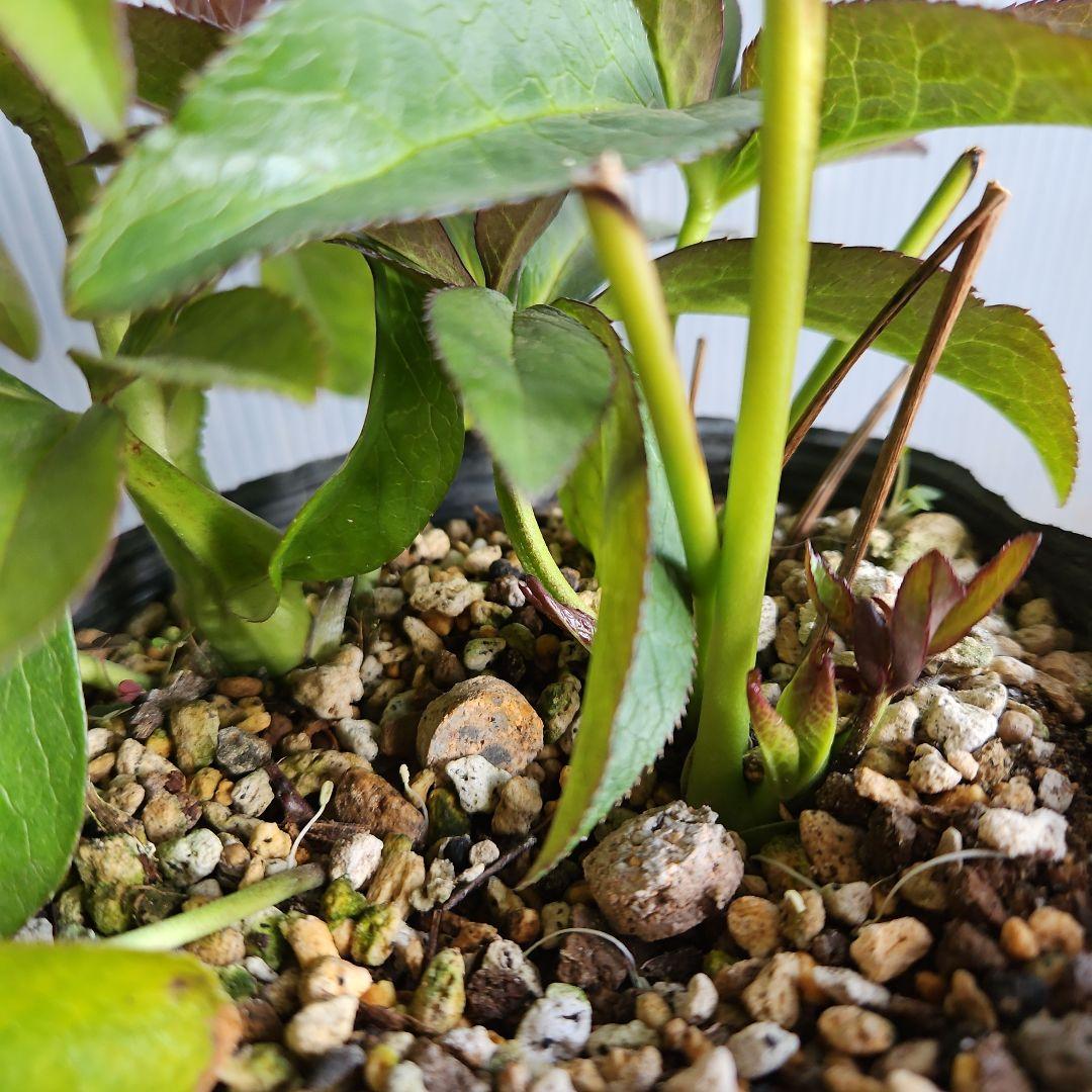 ㉖-509クリスマスローズ