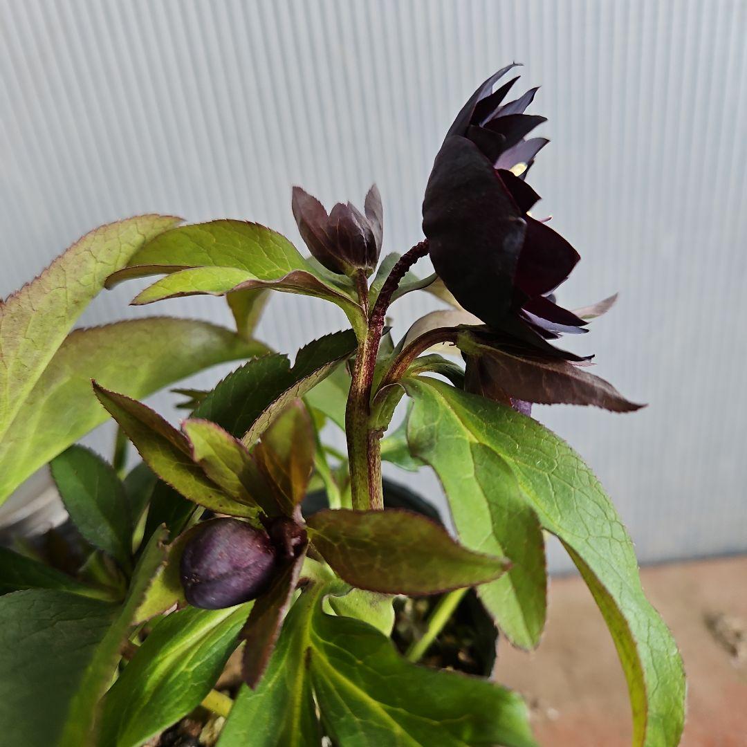 ㉖-509クリスマスローズ