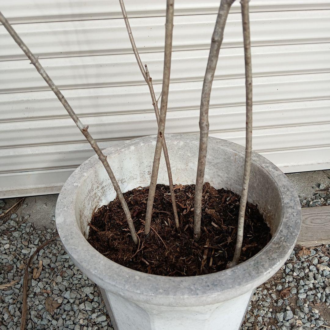 オトコヨウゾメ　5本立ち　山採り