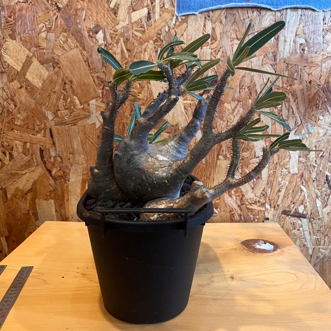 塊根植物 パキポディウムグラキリウス　四頭