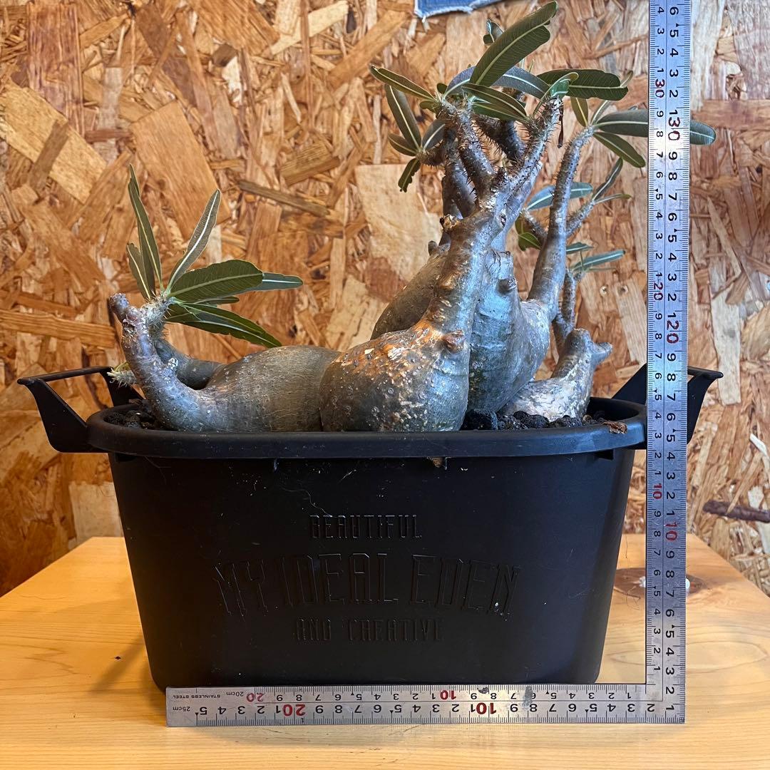 塊根植物 パキポディウムグラキリウス　四頭