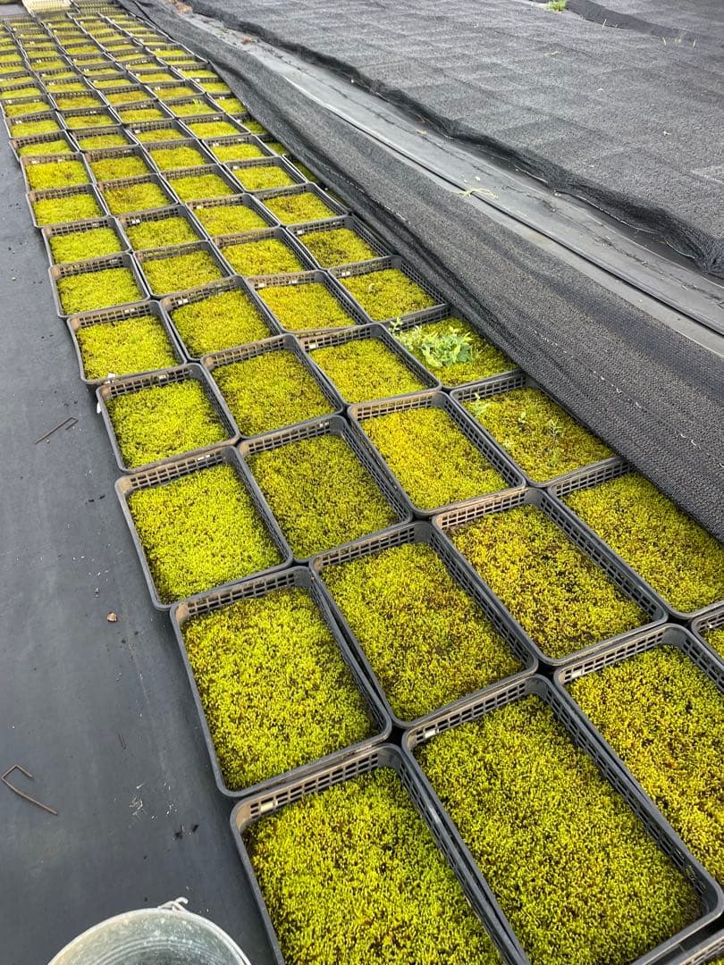 （5平米）農家生産のスナゴケ、ハイゴケ2種混合シートを直送