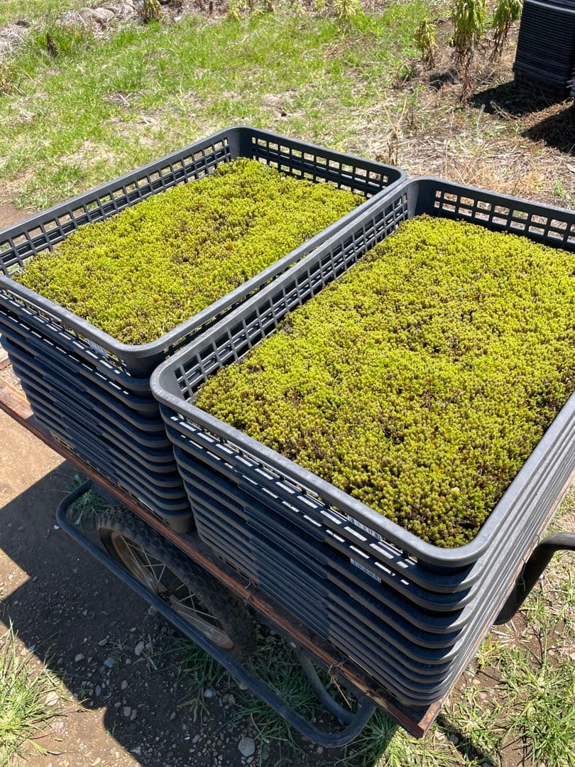 （5平米）農家生産のスナゴケ、ハイゴケ2種混合シートを直送