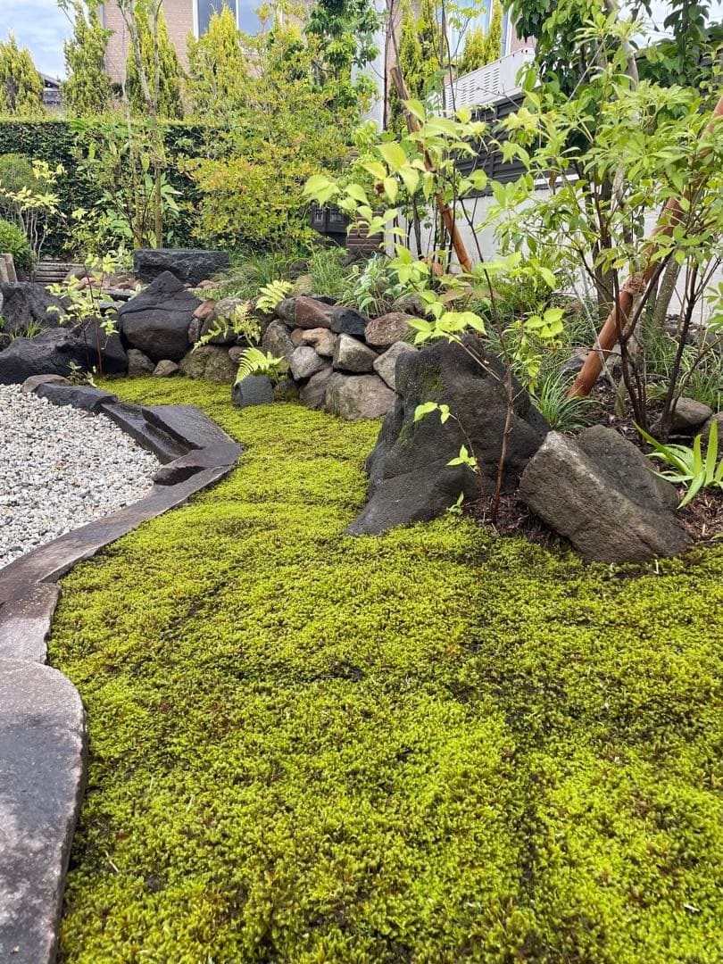 （5平米）農家生産のスナゴケ、ハイゴケ2種混合シートを直送