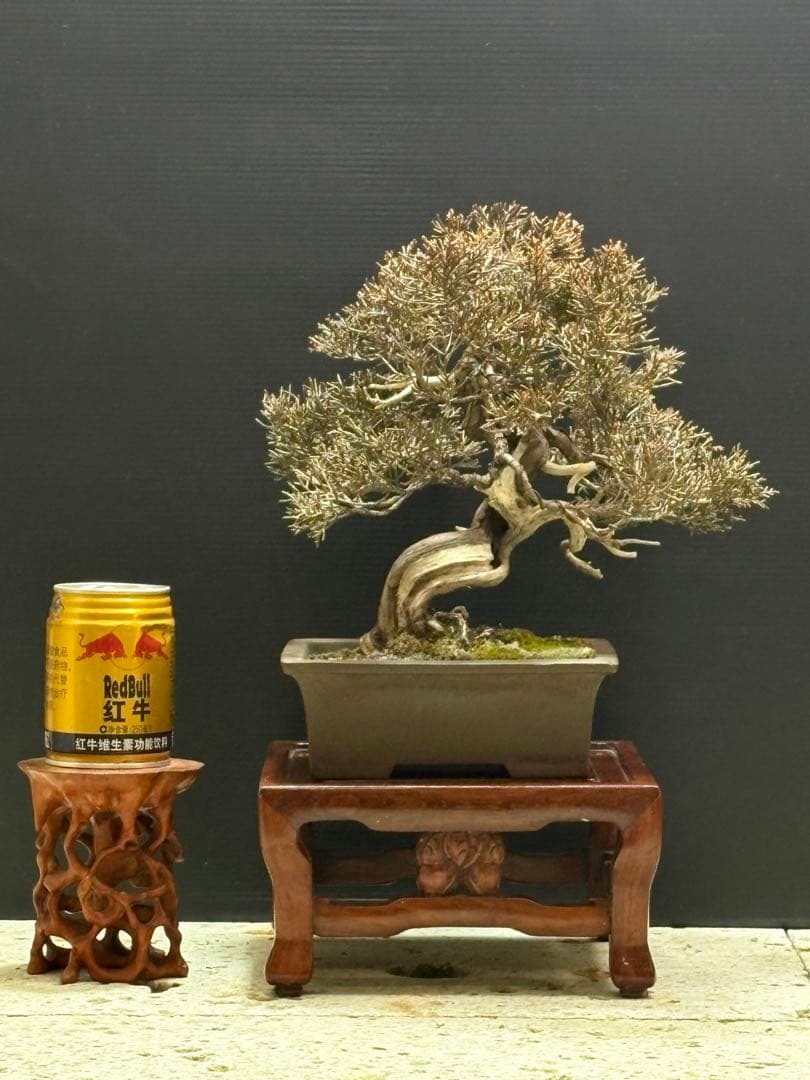 [盆栽]真柏貴風/其ノ二