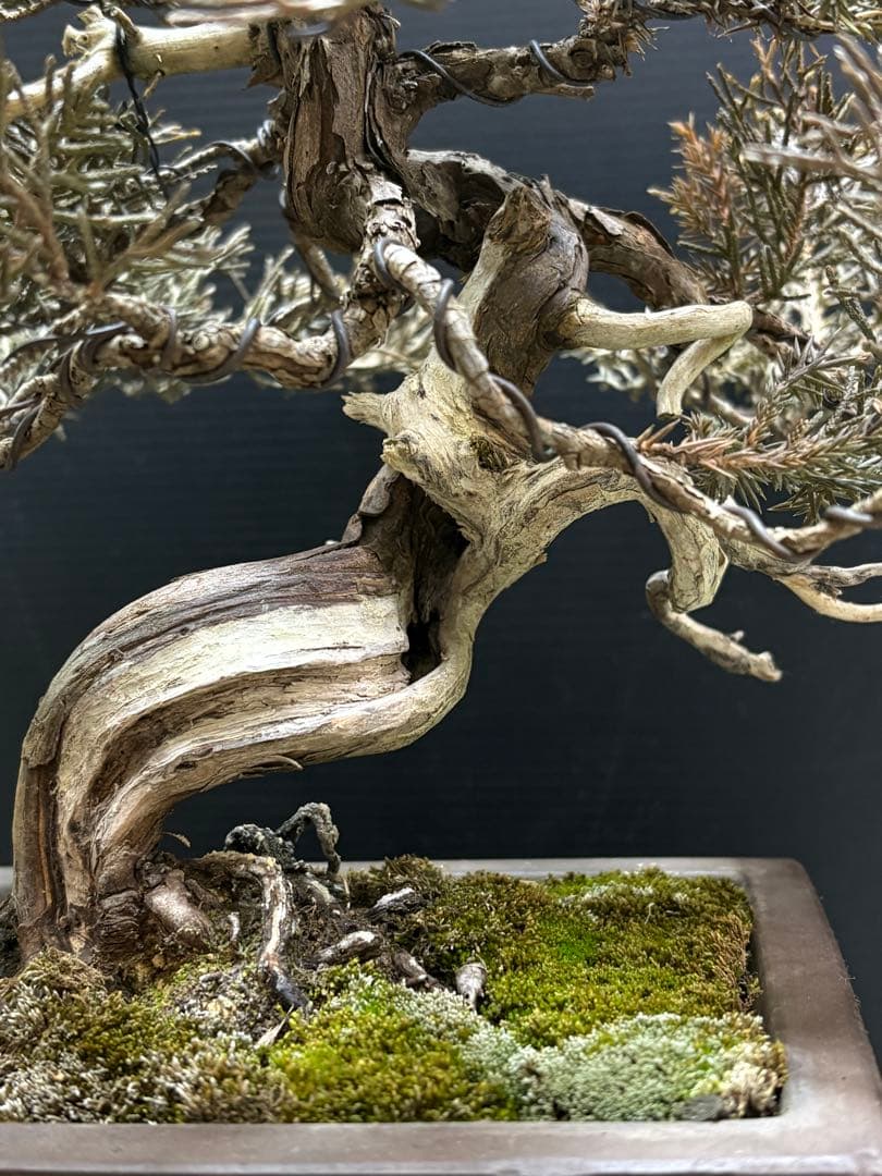 [盆栽]真柏貴風/其ノ二