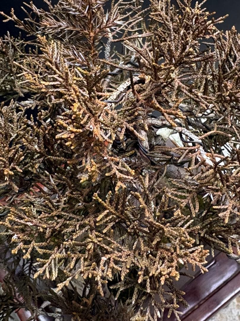 [盆栽]真柏貴風/其ノ二