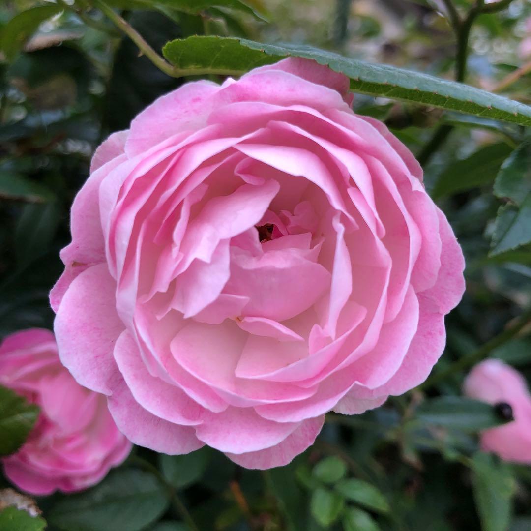 ばら苗 バラ苗 挿し木苗　薄ピンク　小ぶりの苗